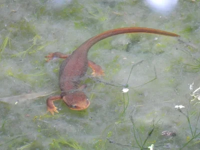 Newt, Elk Rock Garden