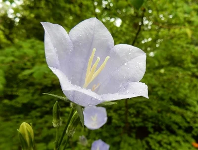 Campanula, Elk Rock Garden
