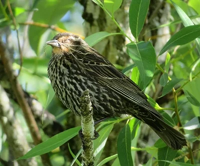 Female Red Wing Black Bird, Ridgefield Wildlife Refuge