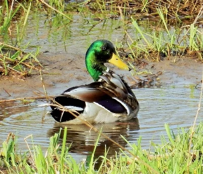 Mallard, Steigerwald Wildlife Refuge