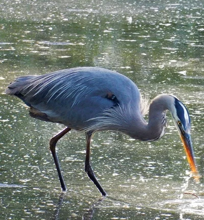 Blue Heron, Steigerwald Wildlife Refuge
