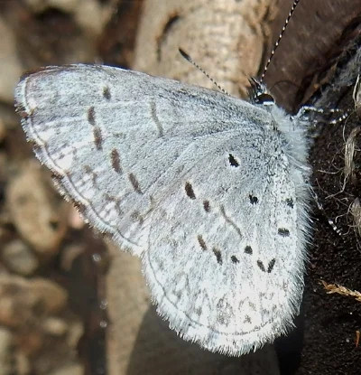Moth, Salmon River Trail