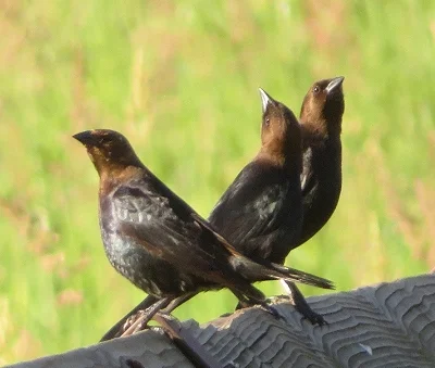 Brown Headed Cow Birds, Steigerwald Wildlife Refuge