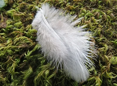 Feather, Lacamas Lake Park