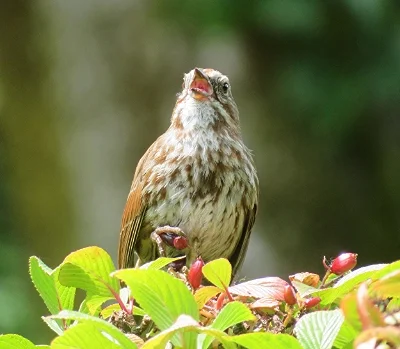 Song Sparrow, Elk Rock Garden