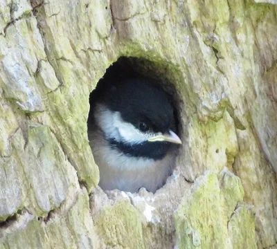 Baby Bird, Steigerwald Wildlife Refuge