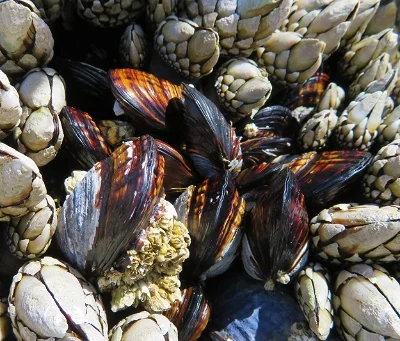 Mussels and Barnacles, Oregon Coast