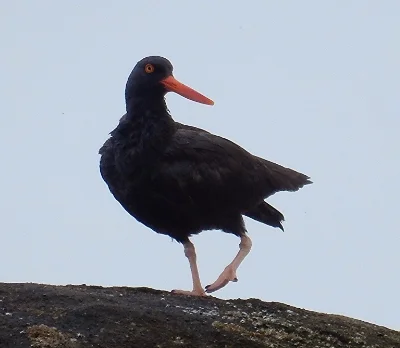 Black Oyster Catcher, Arcadia Beach
