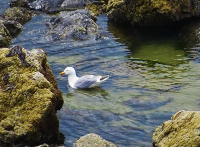 Seagull, Indian Beach