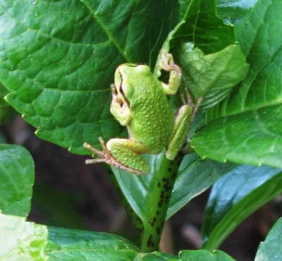 Frog, Back Yard