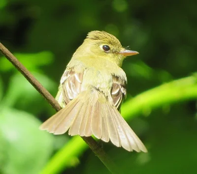 Pacific Slope Flycatcher, Steigerwald Wildlife Refuge