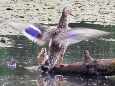 Mother Duck and Baby, Steigerwald Wildlife Refuge