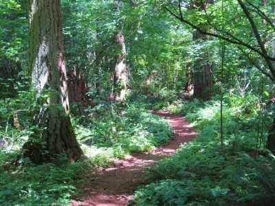 Forest Path, Wildlife Botanical Garden