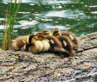 Baby Ducks, Lacamas Lake