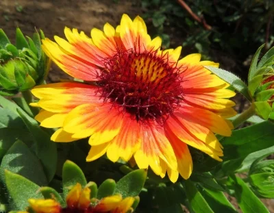 Gaillardia, Wildlife Botanical Garden