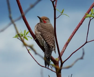 Flicker, Steigerwald Wildlife Refuge