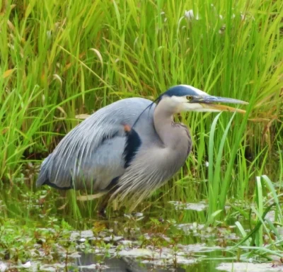 Heron, Ridgefield Wildlife Refuge