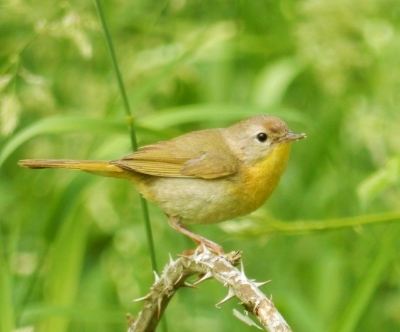 Warbler, Steigerwald Wildlife Refuge