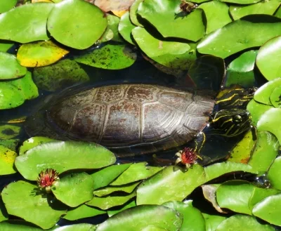 Turtle, Steigerwald Wildlife Refuge