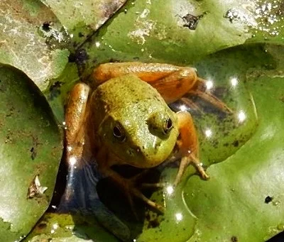 Frog, Steigerwald Wildlife Refuge