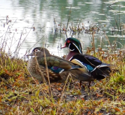 Wood Ducks, Steigerwald Wildlife Refuge