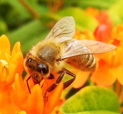 Honey Bee, Wildlife Botanical Garden
