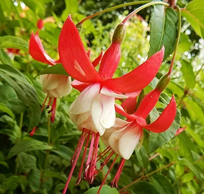 Fuschia, Wildlife Botanical Garden