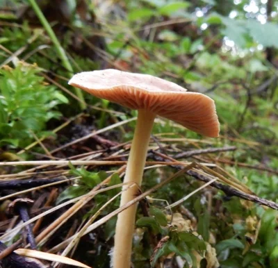 Mushroom, Wildlife Forest