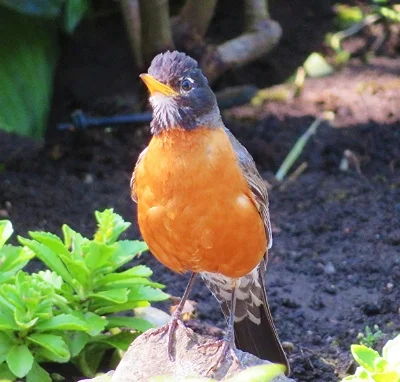 Robin, Wildlife Botanical Garden