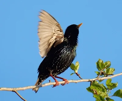 European Starling, Steigerwald Wildlife Refuge