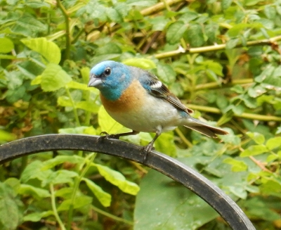 Lazuli Bunting, Wildlife Botanical Garden