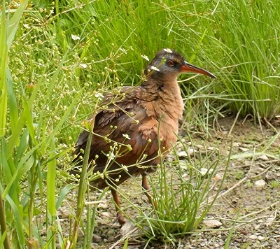 Virginia Rail, Ridgefield Wildlife Refuge