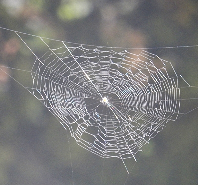 Spider Web, Wahclella Falls