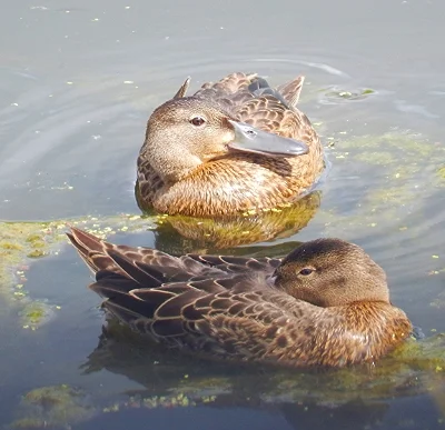 Ducks, Ridgefield Wildlife Refuge