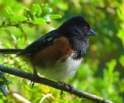 Towhee, Wildlife Botanical Garden
