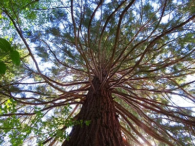 Sequoia, Elk Rock Garden