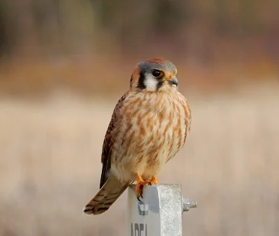 Kestrel, Steigerwald Wildlife Refuge