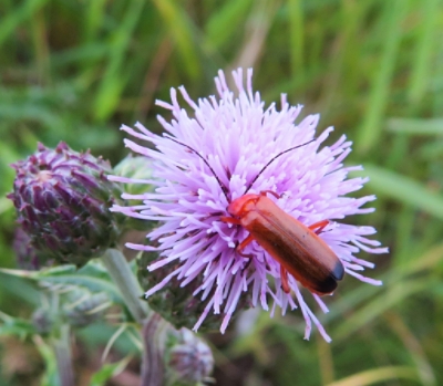 Insect on a Thistle, Steigerwald Wildlife Refuge