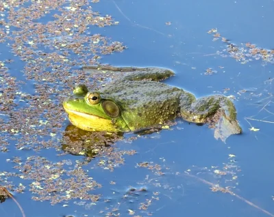 Frog, Ridgefield Wildlife Refuge