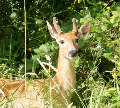 Young Buck, Steigerwald Wildlife Refuge