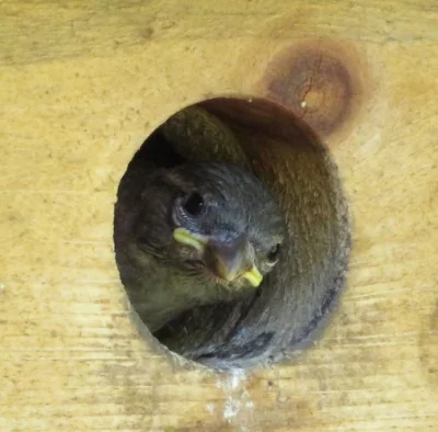 Baby Bird, Wildlife Botanical Garden