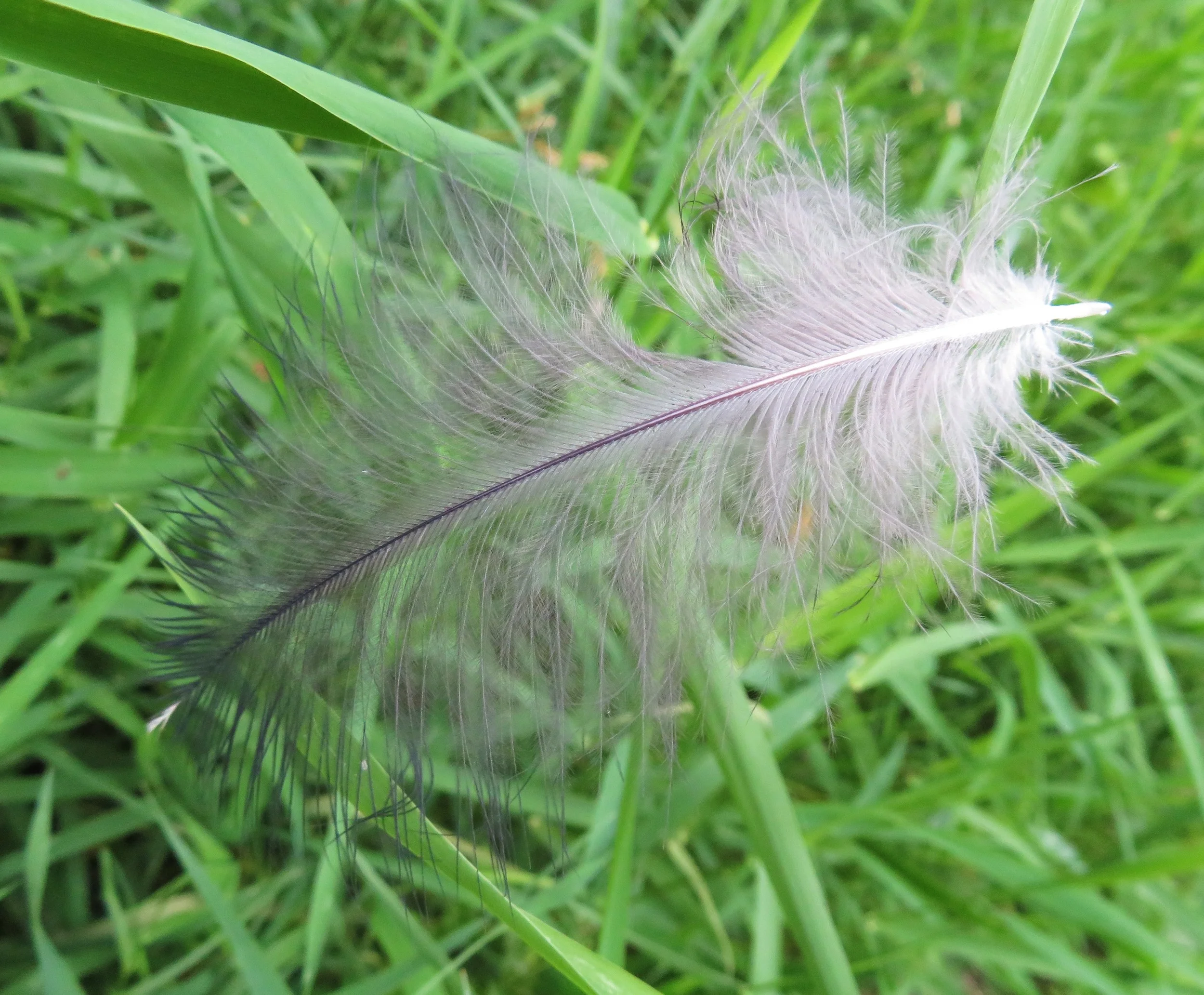 Feather, Steigerwald Wildlife Refuge
