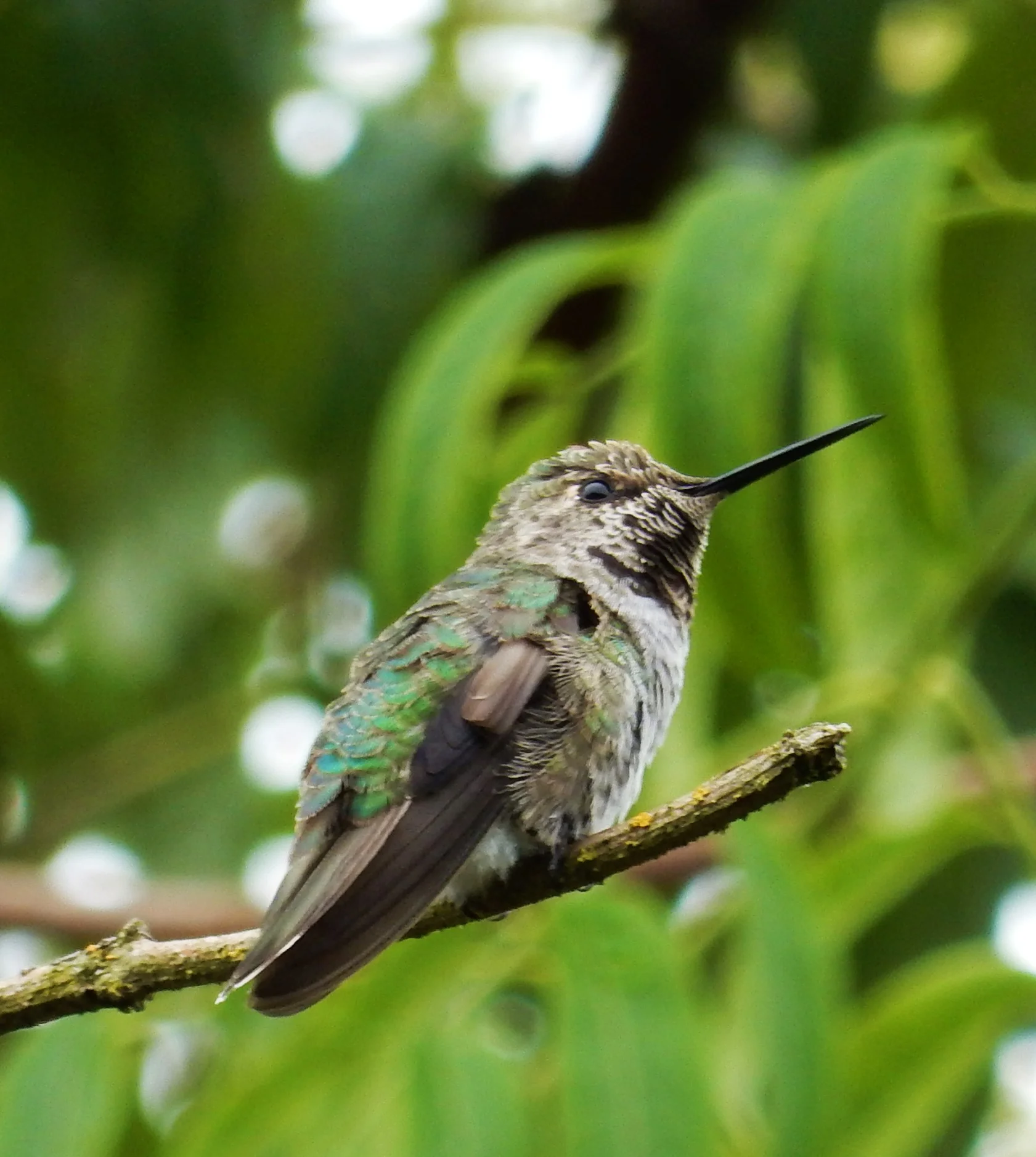 Hummingbird, Elk Rock Garden