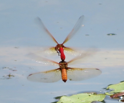 Two Dragonflies, Wildlife Botanical Garden