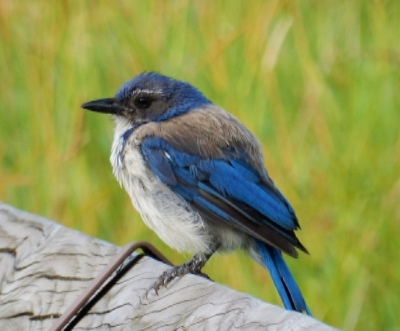 Scrub Jay, Steigerwald Wildlife Refuge