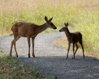 Mother and Fawn, Steigerwald Wildlife Refuge