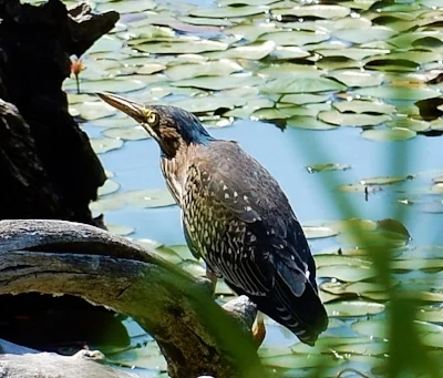 Green Heron, Steigerwald Wildlife Refuge
