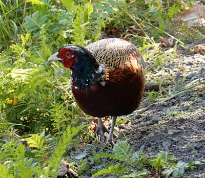 Pheasant, Steigerwald Wildlife Refuge