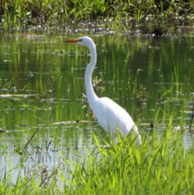 Egret, Ridgefield Wildlife Refuge