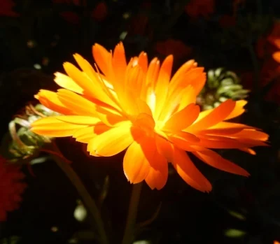 Orange Flower, Alder Creek Farms